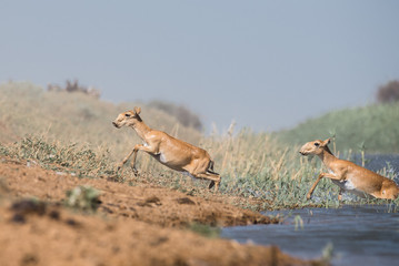 Saigas at a watering place drink water and bathe during strong heat and drought. Saiga tatarica is listed in the Red Book, Chyornye Zemli (Black Lands) Nature Reserve, Kalmykia region, Russia.