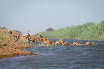 Saigas at a watering place drink water and bathe during strong heat and drought. Saiga tatarica is...
