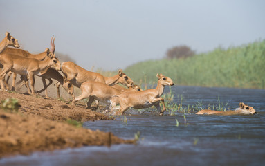 Naklejka premium Saigas at a watering place drink water and bathe during strong heat and drought. Saiga tatarica is listed in the Red Book, Chyornye Zemli (Black Lands) Nature Reserve, Kalmykia region, Russia.