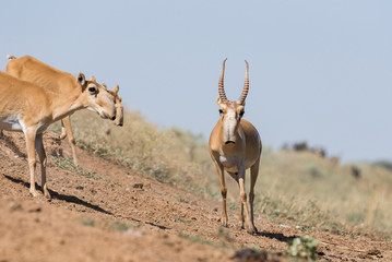 Saigas at a watering place drink water and bathe during strong heat and drought. Saiga tatarica is listed in the Red Book, Chyornye Zemli (Black Lands) Nature Reserve, Kalmykia region, Russia.