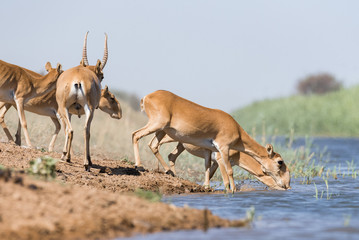 Saigas at a watering place drink water and bathe during strong heat and drought. Saiga tatarica is listed in the Red Book, Chyornye Zemli (Black Lands) Nature Reserve, Kalmykia region, Russia.