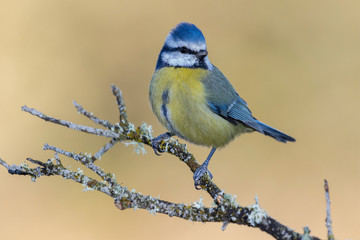 Obraz premium Blue tit (Eurasian blue tit, Cyanistes caeruleus) on the branch of a tree in the blurred background