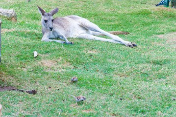 Naklejka na ściany i meble Wild grey kangaroo resting Kangaroo lies on vacation.