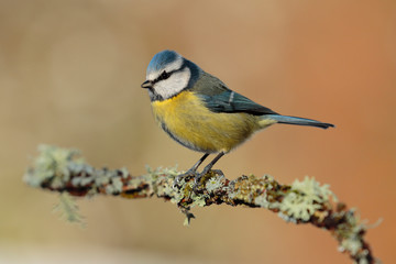Obraz premium Blue tit (Eurasian blue tit, Cyanistes caeruleus) on the branch of a tree in the blurred background