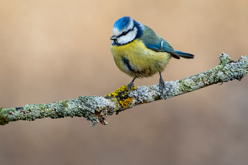Blue tit (Eurasian blue tit, Cyanistes caeruleus) on the branch of a tree in the blurred background