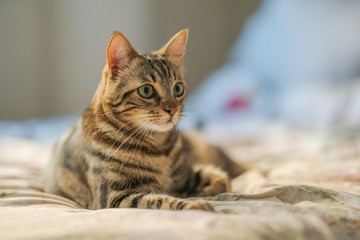 Beautiful short hair cat lying on the bed at home