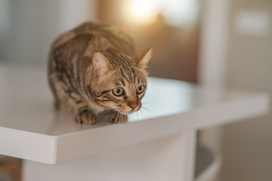 Beautiful short hair cat sitting on white table at home