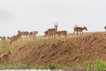 Saigas at a watering place drink water and bathe during strong heat and drought. Saiga tatarica is listed in the Red Book, Chyornye Zemli (Black Lands) Nature Reserve, Kalmykia region, Russia.