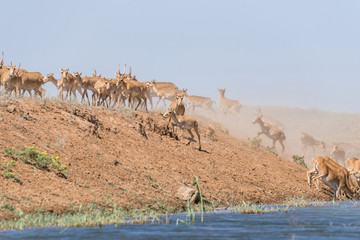 Saigas at a watering place drink water and bathe during strong heat and drought. Saiga tatarica is...