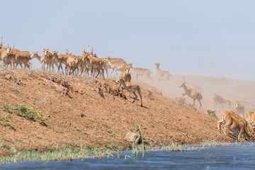 Fototapeta na wymiar Saigas at a watering place drink water and bathe during strong heat and drought. Saiga tatarica is listed in the Red Book, Chyornye Zemli (Black Lands) Nature Reserve, Kalmykia region, Russia.