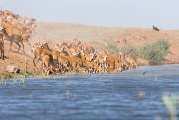 Saigas at a watering place drink water and bathe during strong heat and drought. Saiga tatarica is listed in the Red Book, Chyornye Zemli (Black Lands) Nature Reserve, Kalmykia region, Russia.