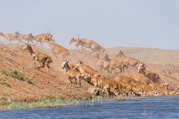 Fototapeta na wymiar Saigas at a watering place drink water and bathe during strong heat and drought. Saiga tatarica is listed in the Red Book, Chyornye Zemli (Black Lands) Nature Reserve, Kalmykia region, Russia.