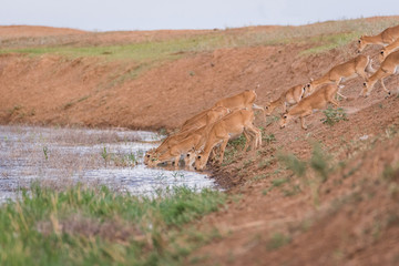 Saigas at a watering place drink water and bathe during strong heat and drought. Saiga tatarica is...