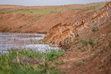 Saigas at a watering place drink water and bathe during strong heat and drought. Saiga tatarica is listed in the Red Book, Chyornye Zemli (Black Lands) Nature Reserve, Kalmykia region, Russia.