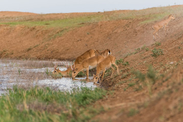 Saigas at a watering place drink water and bathe during strong heat and drought. Saiga tatarica is listed in the Red Book, Chyornye Zemli (Black Lands) Nature Reserve, Kalmykia region, Russia.