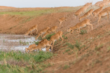 Saigas at a watering place drink water and bathe during strong heat and drought. Saiga tatarica is listed in the Red Book, Chyornye Zemli (Black Lands) Nature Reserve, Kalmykia region, Russia.