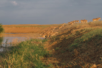 Saigas at a watering place drink water and bathe during strong heat and drought. Saiga tatarica is listed in the Red Book, Chyornye Zemli (Black Lands) Nature Reserve, Kalmykia region, Russia.