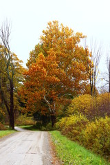 Naklejka premium country road in fall