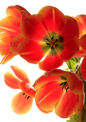 Fototapeta na wymiar Close-up beautiful red tulip flower petals on white background