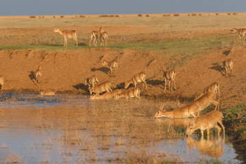 Saigas at a watering place drink water and bathe during strong heat and drought. Saiga tatarica is listed in the Red Book, Chyornye Zemli (Black Lands) Nature Reserve, Kalmykia region, Russia.