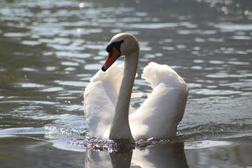 Swan on the river