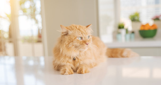 Beautiful ginger long hair cat lying on kitchen table on a sunny day at home