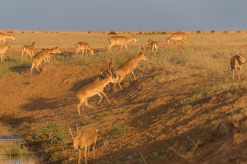 Saigas at a watering place drink water and bathe during strong heat and drought. Saiga tatarica is listed in the Red Book, Chyornye Zemli (Black Lands) Nature Reserve, Kalmykia region, Russia.