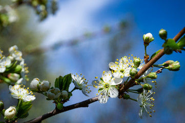 Spring flowers. Beautifully blossoming tree branch. Cherry - Sakura.