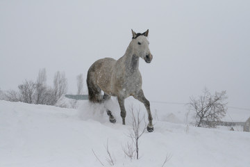  arab horse on a snow slope (hill) in winter. The horse runs at a trot in the winter on a snowy slope. The stallion is a cross between an Arabian and a trakenen breed. Gray