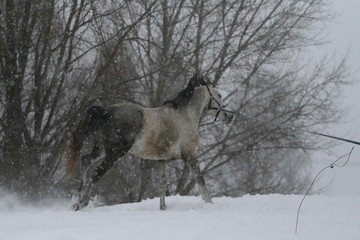 The stallion is a cross between a trakenen and an Arabian breed playing a cord. Gallops galloping along the snow slope. Funny mimicry horse.