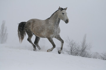 Naklejka na ściany i meble arab horse on a snow slope (hill) in winter. The stallion is a cross between the Trakehner and Arabian breeds. In the background are trees
