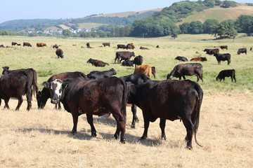 herd of cows grazing 