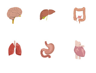 Illustration of icons of human organs, heart, brain, liver, intestine, stomach, lungs  graphic icons of human organs with their names. heart, brain, liver, intestine, stomach, lungs