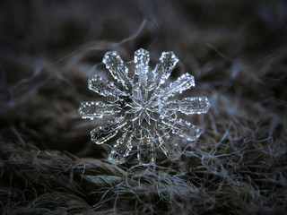 Snowflake glowing on dark textured background. Macro photo of real snow crystal: rare stellar...