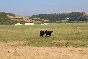 herd of cows grazing 