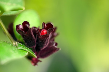 beautiful burgundy flowers on a green background Shallow DOF