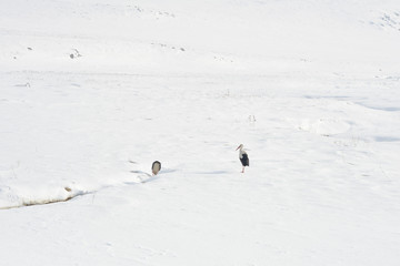 Fototapeta premium White stork in winter
