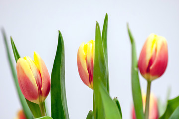 Bezauberndes Tulpenblüten-Ensemble als Ostergeschenk