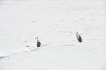 White stork in winter