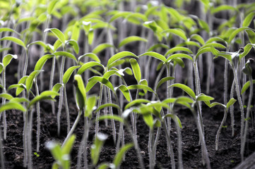 Growing tomato seedlings