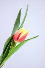 Obraz premium Bezauberndes Tulpenblüten-Ensemble als Ostergeschenk
