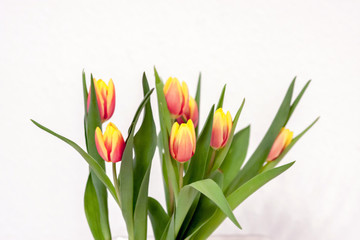 Bezauberndes Tulpenblüten-Ensemble als Ostergeschenk