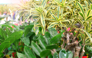Green tropical plants garden background