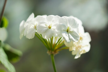 Fototapeta premium White geranium, Pelargonium flower with medicinal properties are on the windowsill