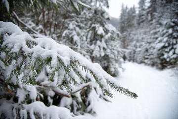 Snow covered trees in the winter forest