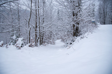Snow covered trees in the winter forest