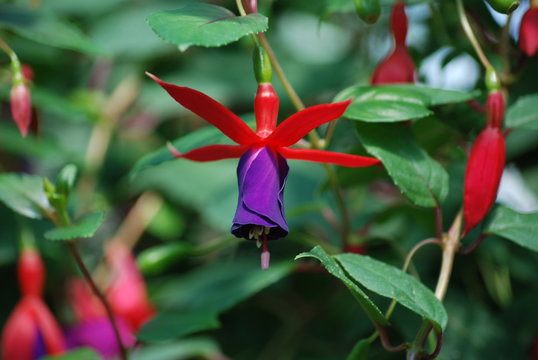 Red Purple Fuchsia Flower