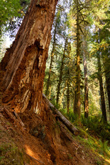 red cedar tree towers over pacific northwest forest