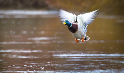 A male mallard duck (Anas platyrhynchos) takes flight on the River Severn in Shrewsbury,...