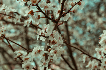 Apple flower